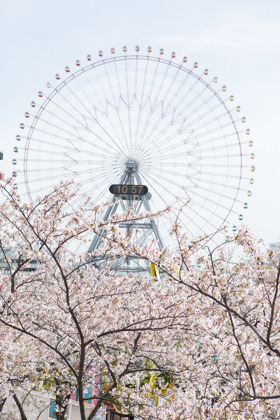 さくら