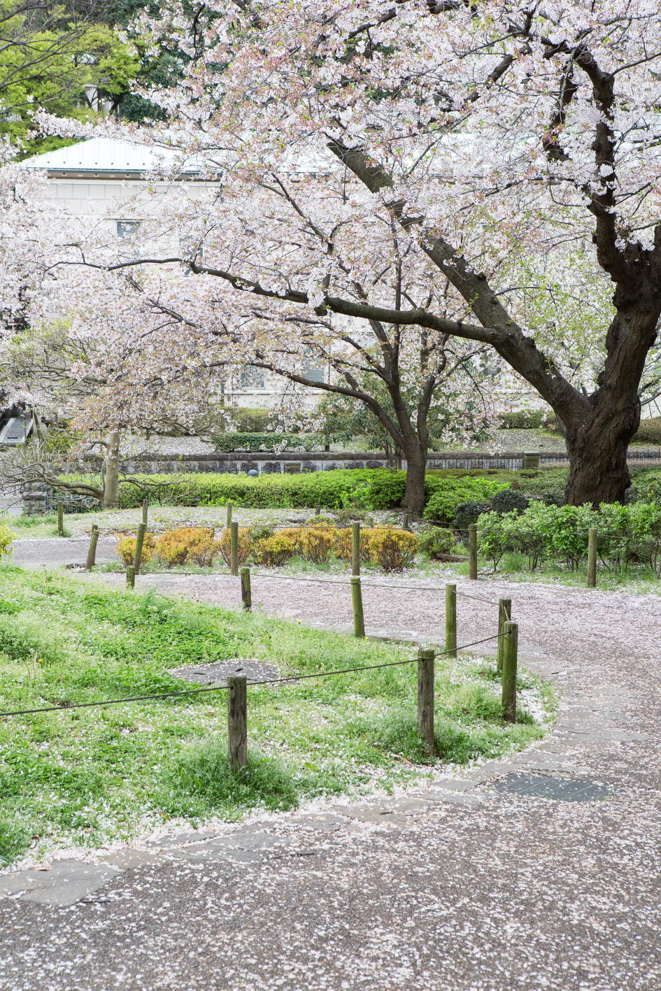桜坂